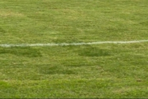 京媒：浙江队主帅阿洛伊西吐槽主场草皮，，眼见为实确实不太理想_24直播网